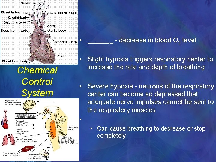  • _______ - decrease in blood O 2 level Chemical Control System •