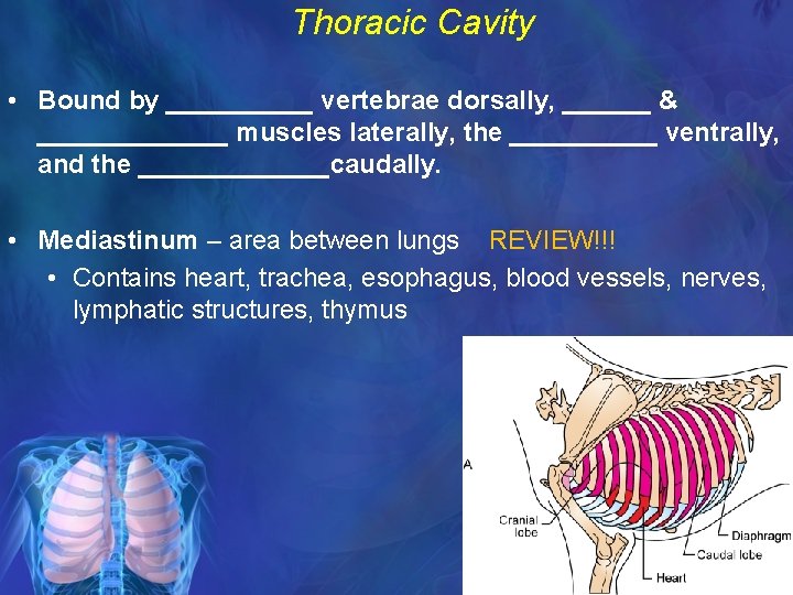 Thoracic Cavity • Bound by _____ vertebrae dorsally, ______ & _______ muscles laterally, the