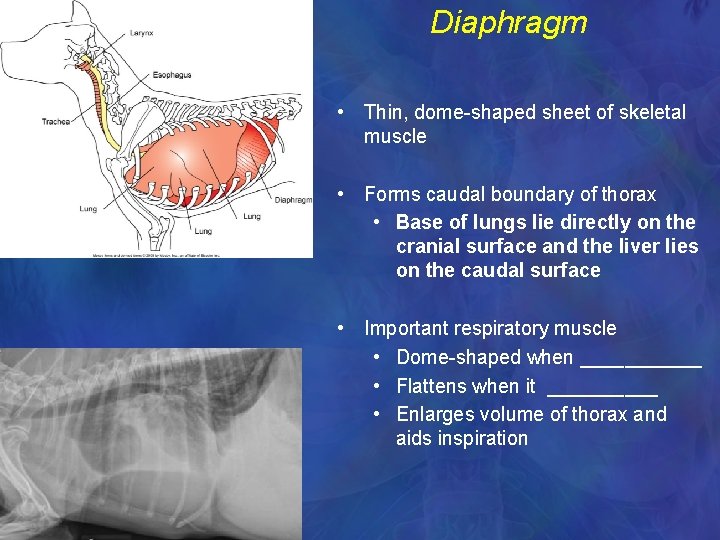 Diaphragm • Thin, dome-shaped sheet of skeletal muscle • Forms caudal boundary of thorax