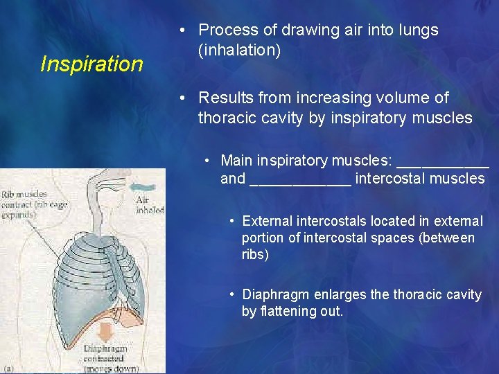 Inspiration • Process of drawing air into lungs (inhalation) • Results from increasing volume