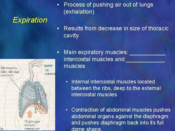  • Process of pushing air out of lungs (exhalation) Expiration • Results from