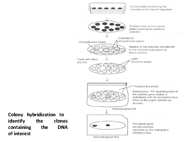 Colony hybridization to identify the clones containing the DNA of interest 