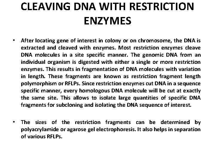CLEAVING DNA WITH RESTRICTION ENZYMES • After locating gene of interest in colony or