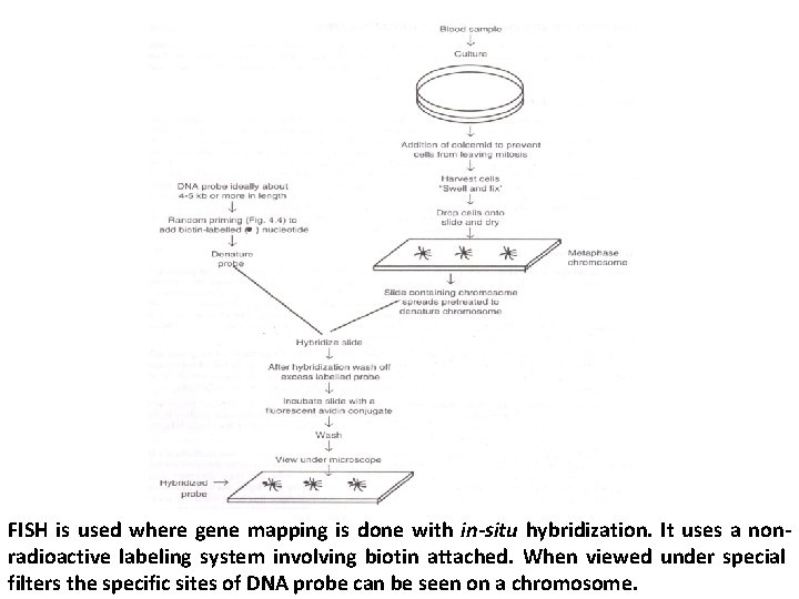 FISH is used where gene mapping is done with in-situ hybridization. It uses a