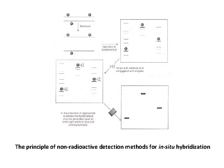 The principle of non-radioactive detection methods for in-situ hybridization 