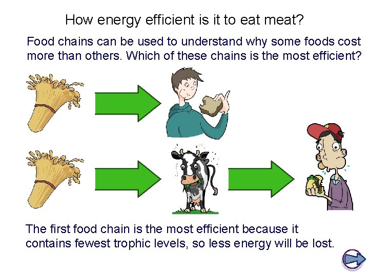 How energy efficient is it to eat meat? Food chains can be used to
