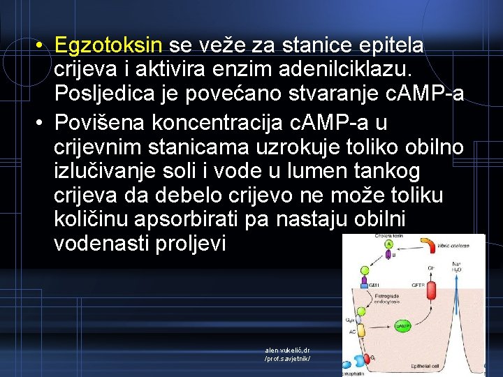  • Egzotoksin se veže za stanice epitela crijeva i aktivira enzim adenilciklazu. Posljedica