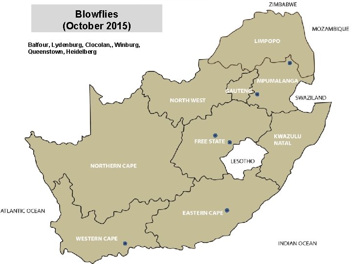 Blowflies (October 2015) Balfour, Lydenburg, Clocolan, , Winburg, Queenstown, Heidelberg jkccff 