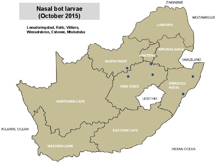 Nasal bot larvae (October 2015) Leeudoringstad, Reitz, Villiers, Wesselsbron, Eshowe, Mtuba jkccff 