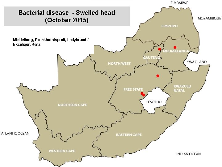 Bacterial disease - Swelled head (October 2015) kjkjnmn Middelburg, Bronkhorstspruit, Ladybrand / Excelsior, Reitz