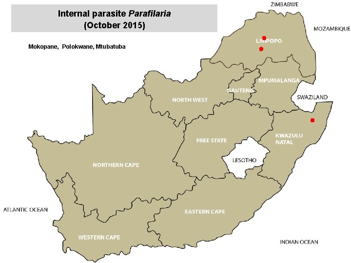 Internal parasite Parafilaria (October 2015) Mokopane, Polokwane, Mtuba jkccff 