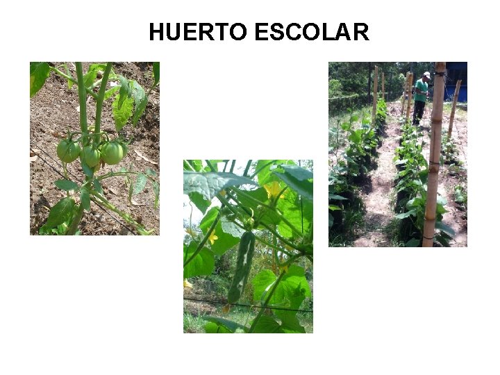 HUERTO ESCOLAR 