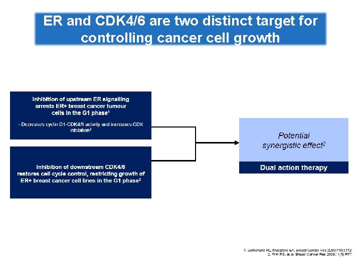 ER and CDK 4/6 are two distinct target for controlling cancer cell growth 