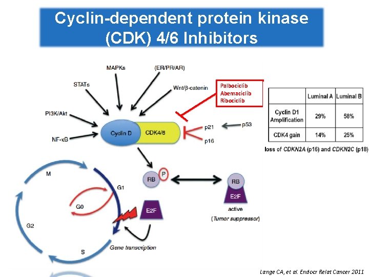 Cyclin-dependent protein kinase (CDK) 4/6 Inhibitors Palbociclib Abemaciclib Ribociclib Lange CA, et al. Endocr