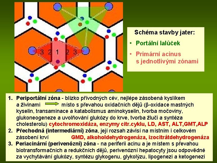  Schéma stavby jater: • Portální lalůček • Primární acinus s jednotlivými zónami 1.