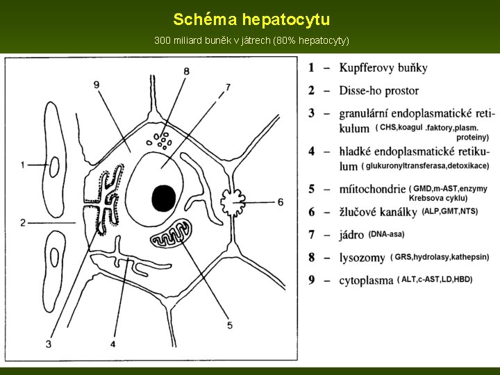 Schéma hepatocytu 300 miliard buněk v játrech (80% hepatocyty) 