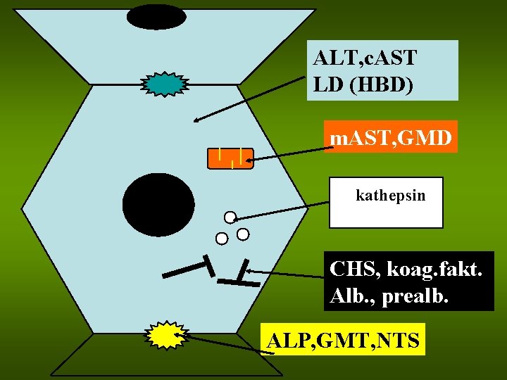 ALT, c. AST LD (HBD) m. AST, GMD kathepsin CHS, koag. fakt. Alb. ,