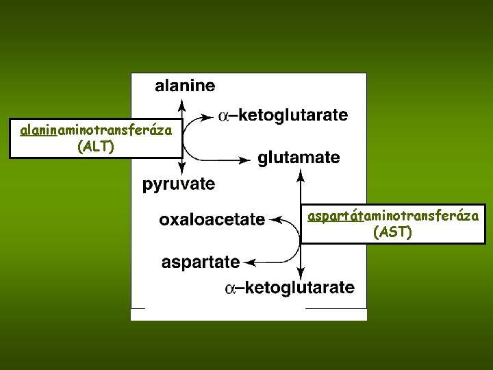 alaninaminotransferáza (ALT) aspartátaminotransferáza (AST) 