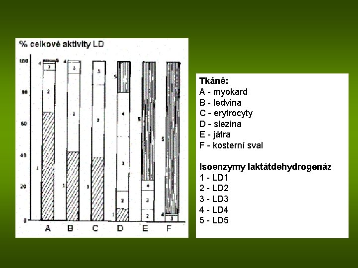 Tkáně: A - myokard B - ledvina C - erytrocyty D - slezina E