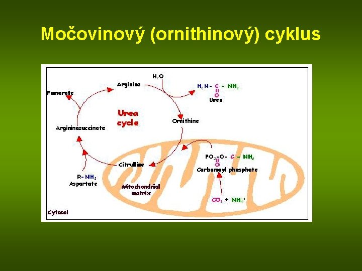 Močovinový (ornithinový) cyklus 