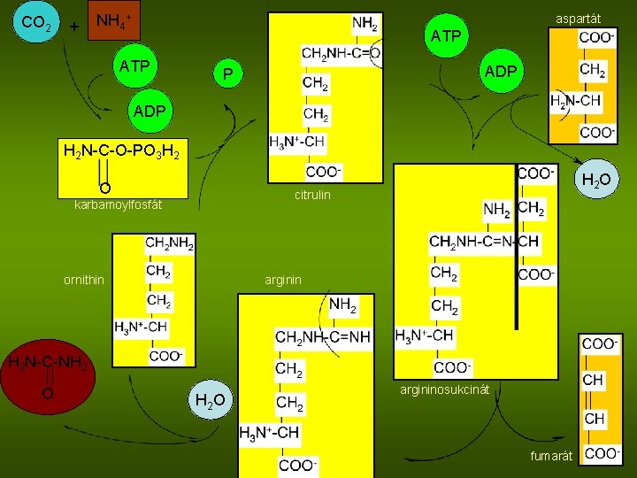 CO 2 + NH 4+ aspartát ATP ADP H 2 N-C-O-PO 3 H 2