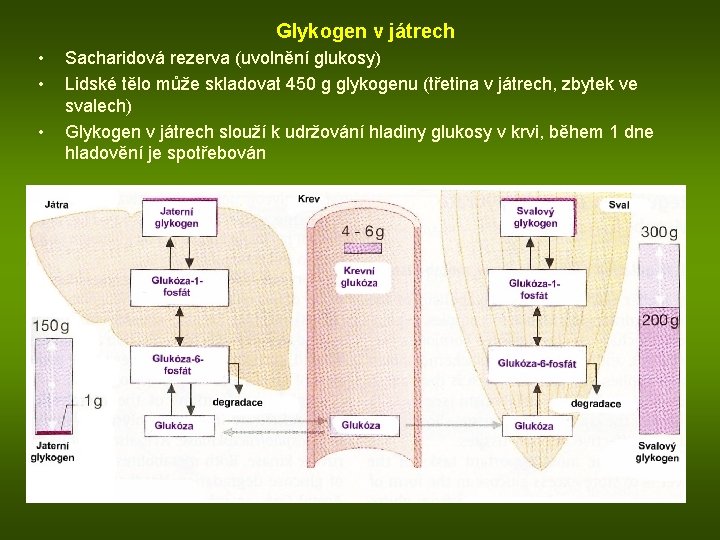 Glykogen v játrech • • • Sacharidová rezerva (uvolnění glukosy) Lidské tělo může skladovat