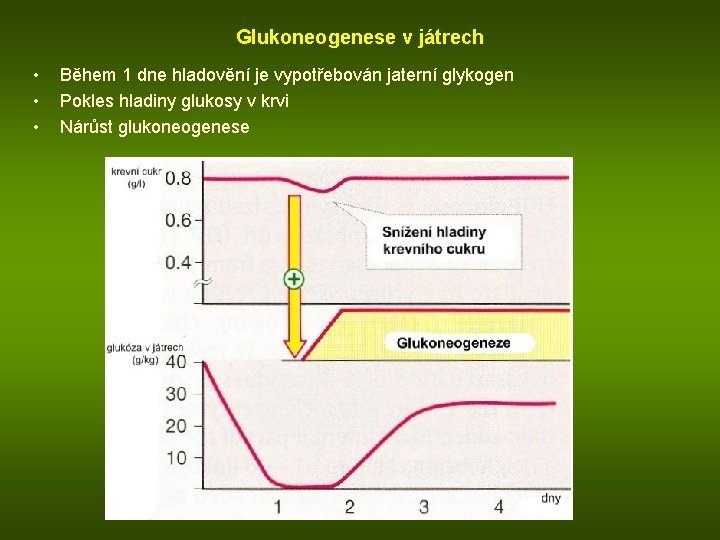 Glukoneogenese v játrech • • • Během 1 dne hladovění je vypotřebován jaterní glykogen