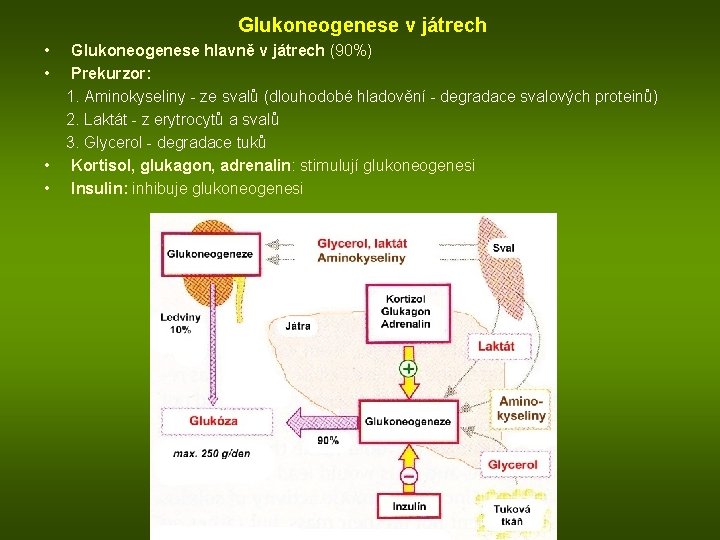 Glukoneogenese v játrech • Glukoneogenese hlavně v játrech (90%) • Prekurzor: 1. Aminokyseliny -