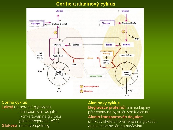 Coriho a alaninový cyklus Coriho cyklus: Laktát (anaerobní glykolysa) -transportován do jater -konvertován na