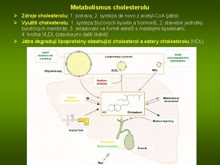 Metabolismus cholesterolu Ø Zdroje cholesterolu: 1. potrava, 2. syntéza de novo z acetyl-Co. A