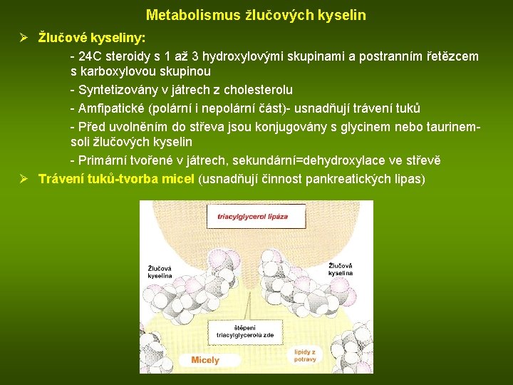 Metabolismus žlučových kyselin Ø Žlučové kyseliny: - 24 C steroidy s 1 až 3