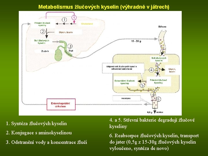 Metabolismus žlučových kyselin (výhradně v játrech) 1. Syntéza žlučových kyselin 2. Konjugace s aminokyselinou