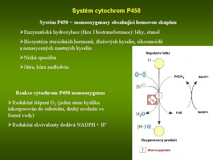 Systém cytochrom P 450 Systém P 450 = monooxygenasy obsahující hemovou skupinu ØEnzymatická hydroxylace