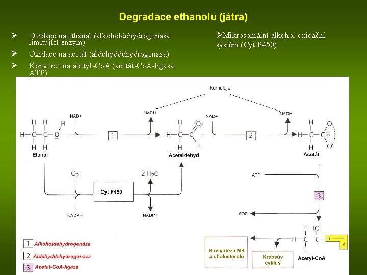 Degradace ethanolu (játra) Ø Ø Ø Oxidace na ethanal (alkoholdehydrogenasa, limitující enzym) Oxidace na