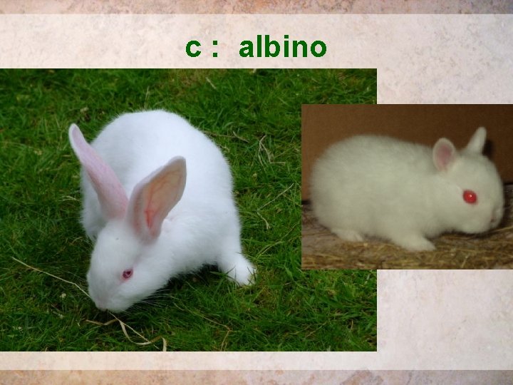 c : albino 