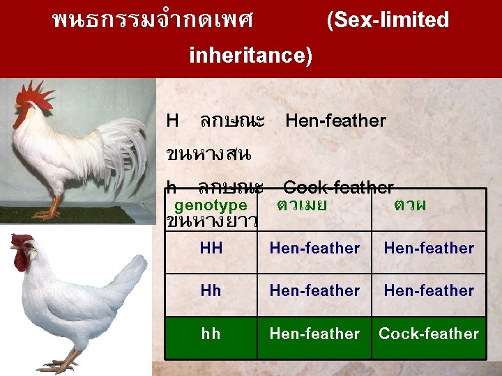 พนธกรรมจำกดเพศ (Sex-limited inheritance) H ลกษณะ Hen-feather ขนหางสน h ลกษณะ Cock-feather genotype ตวเมย ตวผ ขนหางยาว
