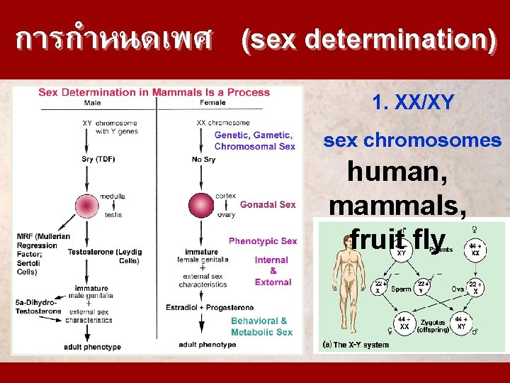 การกำหนดเพศ (sex determination) 1. XX/XY sex chromosomes human, mammals, fruit fly 