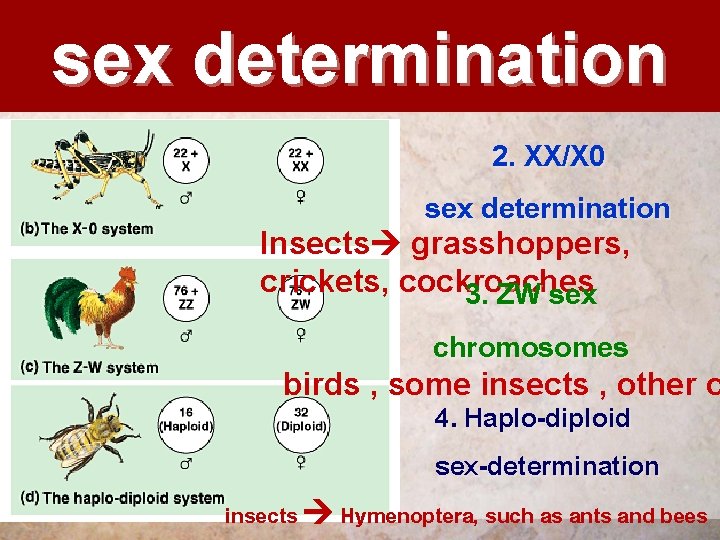sex determination 2. XX/X 0 sex determination Insects grasshoppers, crickets, cockroaches 3. ZW sex