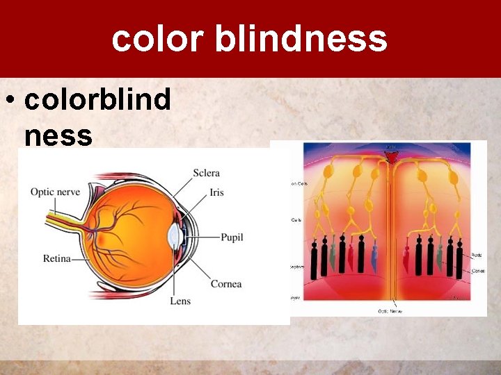 color blindness • colorblind ness 