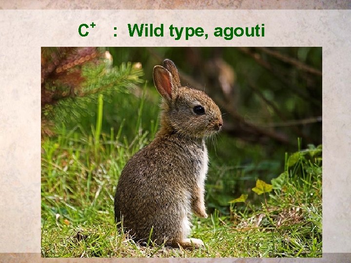 + C : Wild type, agouti 