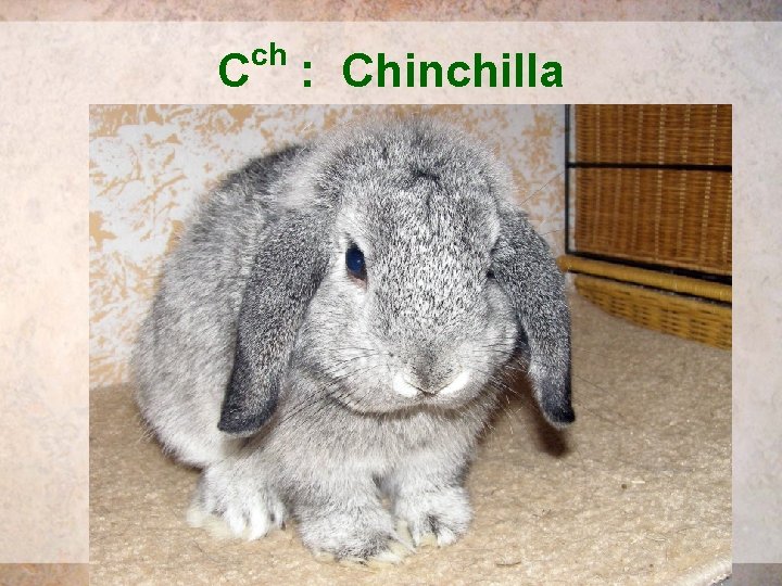 ch C : Chinchilla 