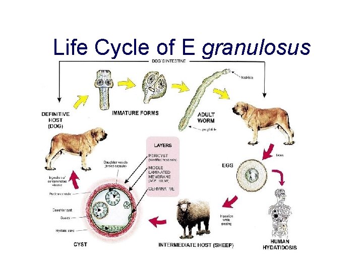 Life Cycle of E granulosus 