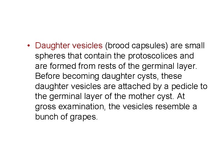  • Daughter vesicles (brood capsules) are small spheres that contain the protoscolices and