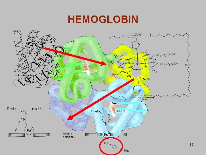 HEMOGLOBIN 17 