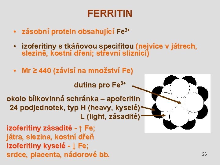 FERRITIN • zásobní protein obsahující Fe 3+ • izoferitiny s tkáňovou specifitou (nejvíce v