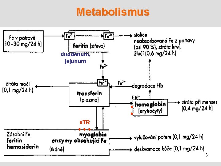 Metabolismus + duodenum, jejunum Fe 2+ ● ● s. TR ● ● ● 6