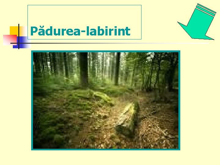 Pădurea-labirint 