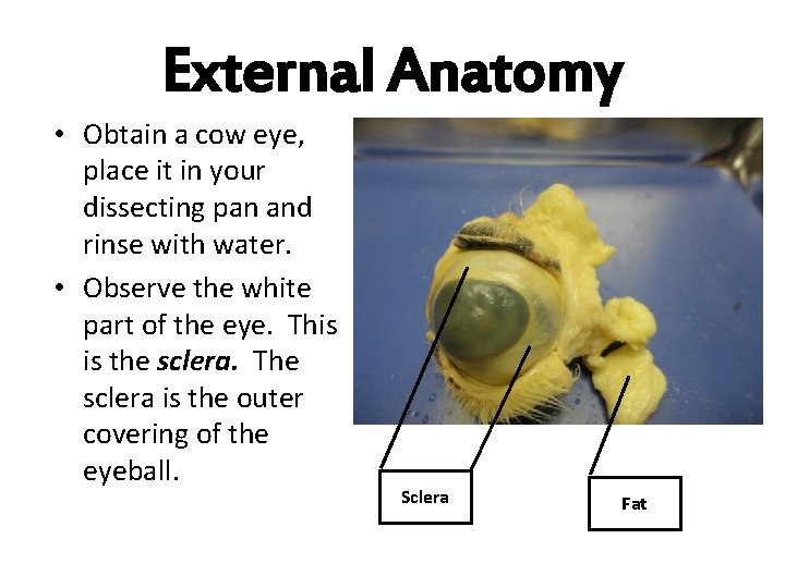 External Anatomy • Obtain a cow eye, place it in your dissecting pan and
