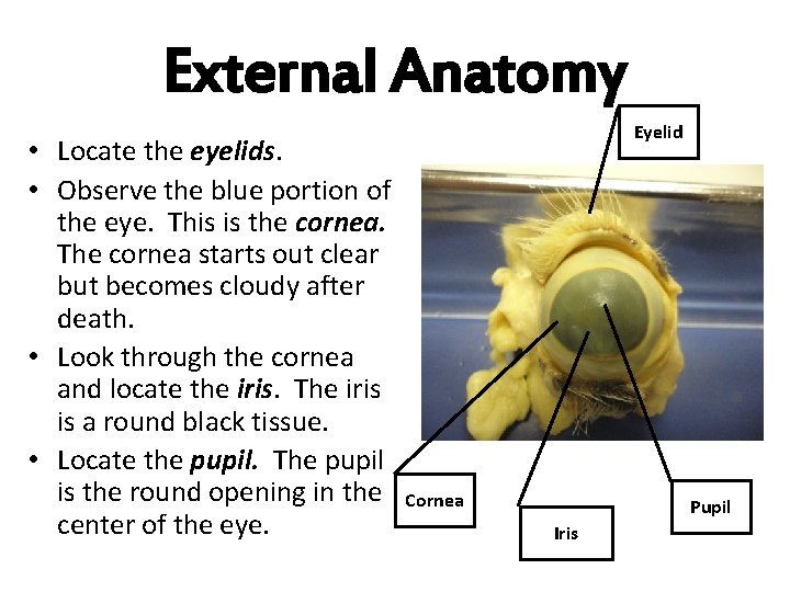 External Anatomy • Locate the eyelids. • Observe the blue portion of the eye.