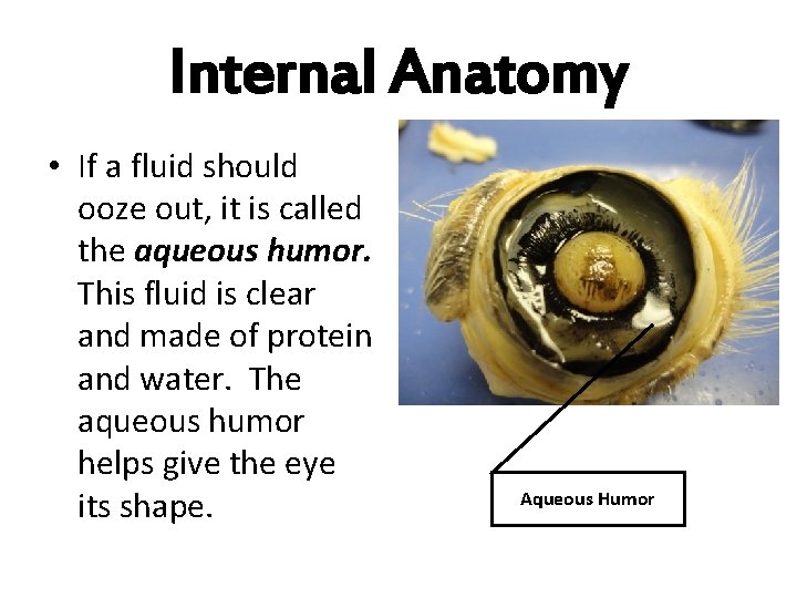 Internal Anatomy • If a fluid should ooze out, it is called the aqueous